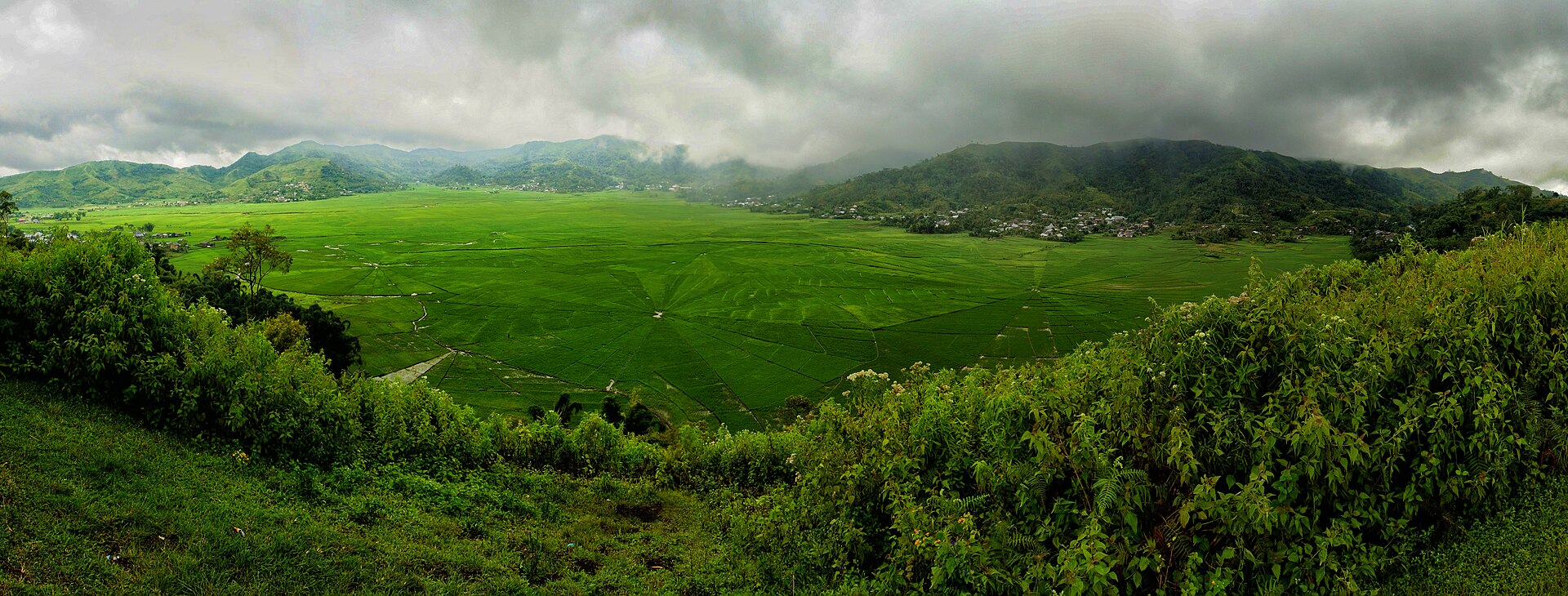 Spider rice fields
