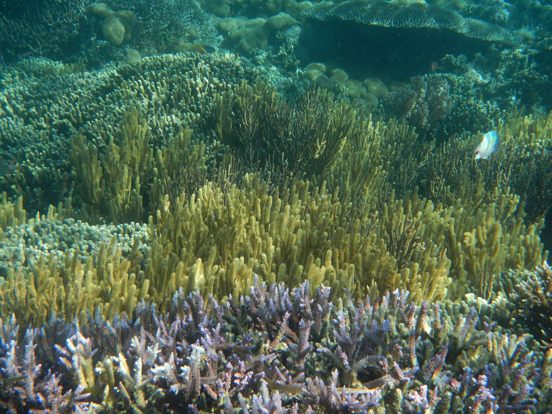 Riung 17 Islands